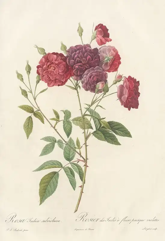 A botanical illustration of a pink rose